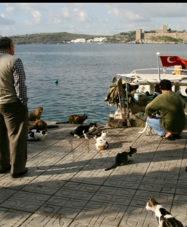 Füruzan Uysal’ın Yazısı; Bodrumlu Olmak…