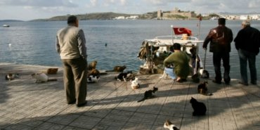 Füruzan Uysal’ın Yazısı; Bodrumlu Olmak…