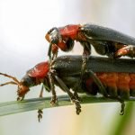 Hayvanların ilginç çiftleşme biçimlerini National Geographic görüntüledi.