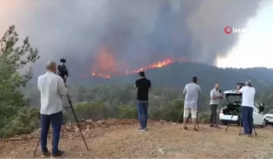 Bördübet yangınında yanan alanlar tekrar yeşeriyor