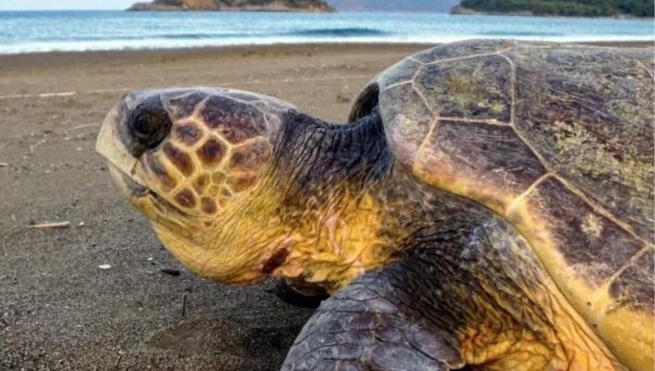 Muğla’da Tatilcilerden Deniz Kaplumbağalarına Uyarı