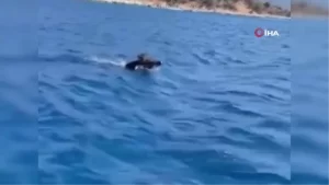 bodrum-aciklarinda-yuzen-domuz-tatilcileri-sasirtti-Ui2gfAAf.jpg