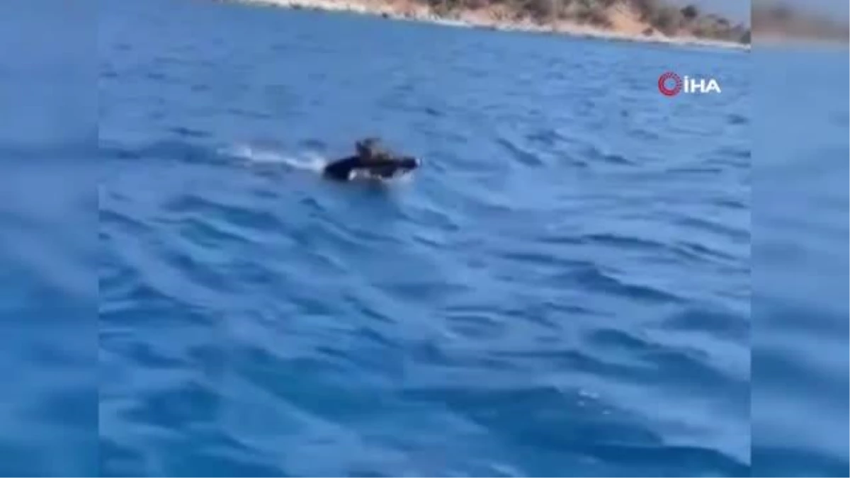 bodrum-aciklarinda-yuzen-domuz-tatilcileri-sasirtti-Ui2gfAAf.jpg
