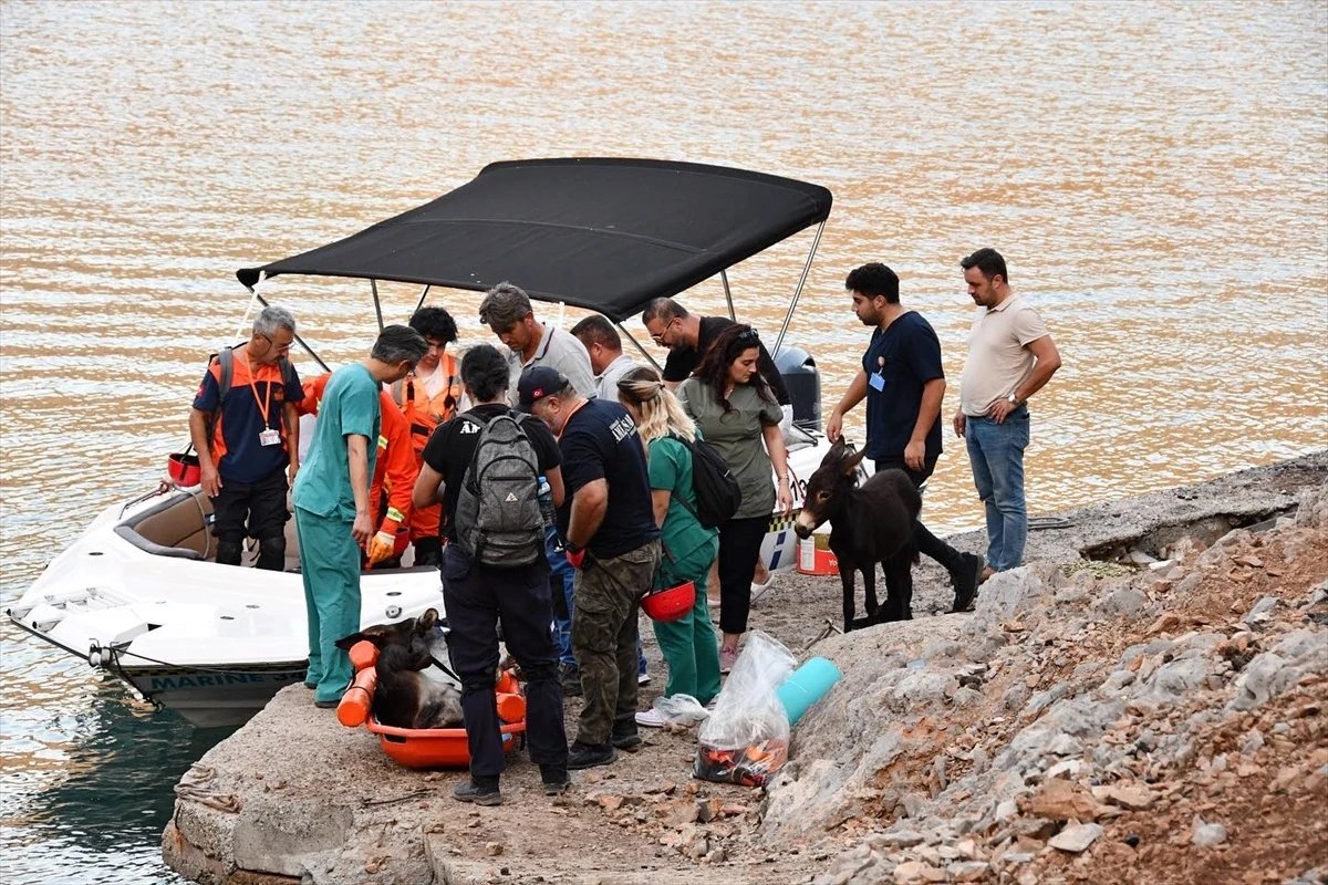 fethiyede-denize-dusen-esek-kurtarildi-vZcnyYZr.jpg