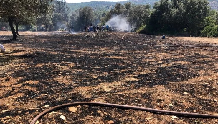 Bodrum’da Zeytinlikte Çıkan Yangın Kontrol Altına Alındı