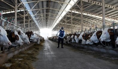 Türkiye’de inek sütü üretimi mayısta rekor kırdı