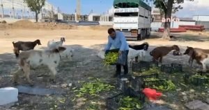 ne-ciftci-kazaniyor-ne-vatandas-doyuyor-BvuWOqG9.jpg