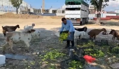 Ne çiftçi kazanıyor ne vatandaş doyuyor