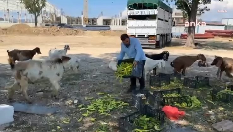 Ne çiftçi kazanıyor ne vatandaş doyuyor