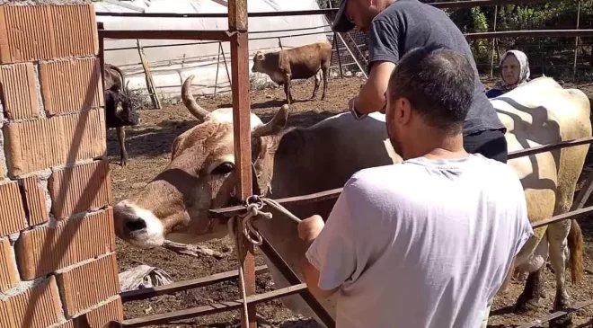 Muğla Ortaca’da Hayvan Sağlığı ve Refahı İçin Çalışmalar Sürüyor