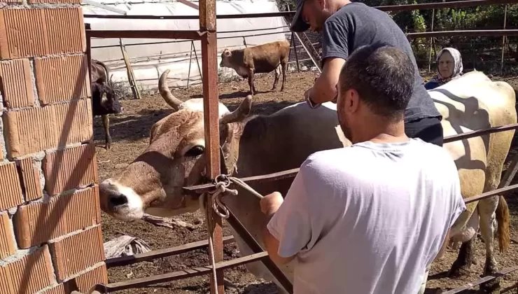 Muğla Ortaca’da Hayvan Sağlığı ve Refahı İçin Çalışmalar Sürüyor