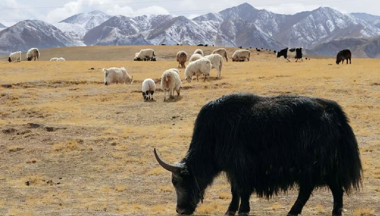 cinli-bilim-insanlari-sezaryenle-klon-yak-dunyaya-getirdi-RdU9Q3be.jpg
