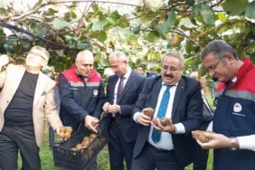 Çarşamba'da Kivi Hasat Şenliği