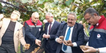 Çarşamba'da Kivi Hasat Şenliği