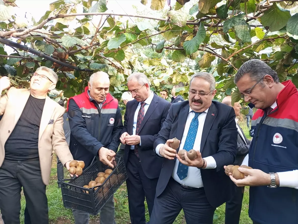 Çarşamba'da Kivi Hasat Şenliği