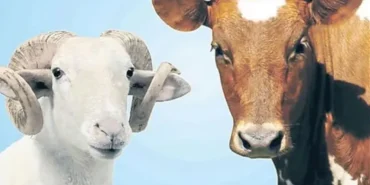 Kurban fiyatları 2026: Büyükbaş ve küçükbaş kurbanlıklar ne kadar?