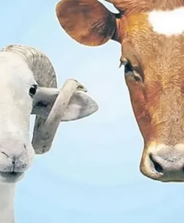 Kurbanlık fiyatları 2026 ne kadar? Büyükbaş ve küçükbaş kurban fiyatı belli oldu mu, canlı tosun, koç, koyun, dana, keçi, inek kilogram fiyatı