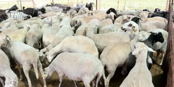 KURBANLIK FİYATLARI 2026: Bayram öncesi kurbanlık pazarlıkları başladı! İşte küçükbaş ve büyükbaş kurbanlık fiyatları