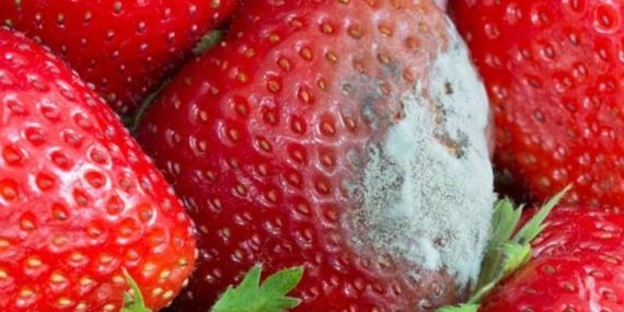 Pazardan aldığınız gibi çürümesin! Çileğin ömrünü uzatan ve derinlemesine temizleyen teknik