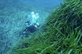 Bodrum Yarımadası Deniz Çayırı Analizi Sonuçları Yayınlandı