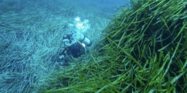 Bodrum Yarımadası Deniz Çayırı Analizi Sonuçları Yayınlandı