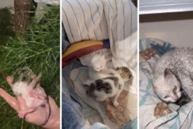 Sağanak Altında Doğan Yavrulara Umut Oldular