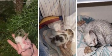 Sağanak Altında Doğan Yavrulara Umut Oldular