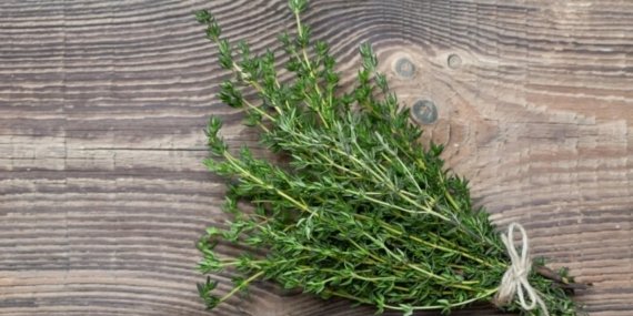 Bu bitki doğal antibiyotik çıktı: Anadolu’da bolca yetişiyor