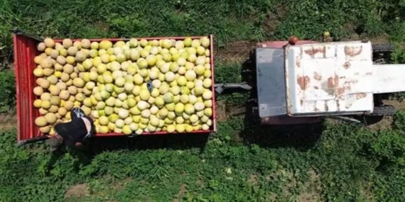 En çok kilo aldıran meyvelerden biri: Üzüme dikkat