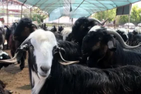 Kurban Bayramı için kritik takvim: Kurban Bayramı ne zaman, 9 gün tatil olur mu? 2026 Kurban Bayramı detayları