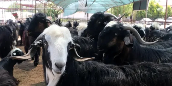 Kurban Bayramı için kritik takvim: Kurban Bayramı ne zaman, 9 gün tatil olur mu? 2026 Kurban Bayramı detayları