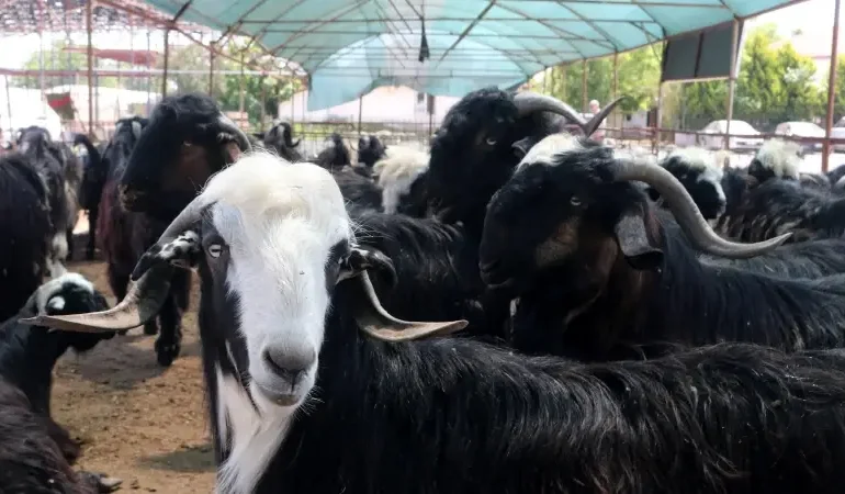 Kurban Bayramı için kritik takvim: Kurban Bayramı ne zaman, 9 gün tatil olur mu? 2026 Kurban Bayramı detayları
