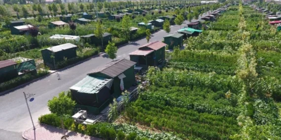 Hobi bahçeleri ne olacak? Tarlaya yapılan evler yıkılacak mı?