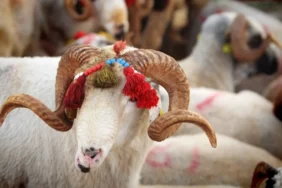 Kurbanlık alacaklar dikkat: 2026’da kurbanlık fiyatları hangi seviyede? Dana, koç, koyun fiyatları ne kadar? İşte güncel rakamlar