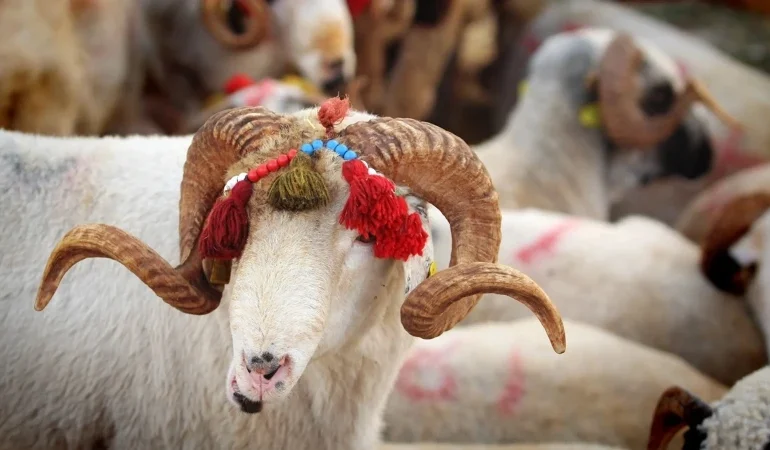 Kurbanlık alacaklar dikkat: 2026’da kurbanlık fiyatları hangi seviyede? Dana, koç, koyun fiyatları ne kadar? İşte güncel rakamlar