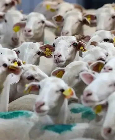 Dev destek açıklandı: 150 bin hayvan dağıtılacak! 2026 küçükbaş hayvancılık desteği başvurusu nasıl yapılır, şartlar neler?