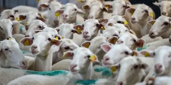 Dev destek açıklandı: 150 bin hayvan dağıtılacak! 2026 küçükbaş hayvancılık desteği başvurusu nasıl yapılır, şartlar neler?