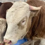 Kurban fiyatları ne kadar? Tosun, düve, dana, koç, koyun, keçi fiyatı kaç lira? Büyükbaş ve küçükbaş kurbanlık fiyatları