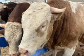 Kurban fiyatları ne kadar? Tosun, düve, dana, koç, koyun, keçi fiyatı kaç lira? Büyükbaş ve küçükbaş kurbanlık fiyatları