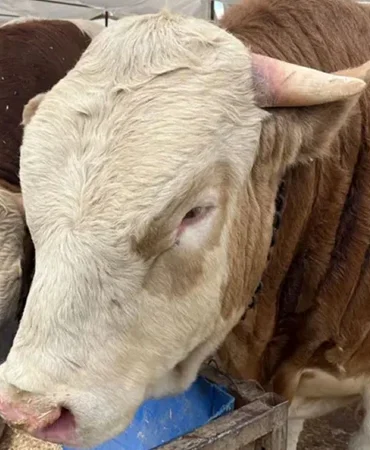 Kurban fiyatları ne kadar? Tosun, düve, dana, koç, koyun, keçi fiyatı kaç lira? Büyükbaş ve küçükbaş kurbanlık fiyatları