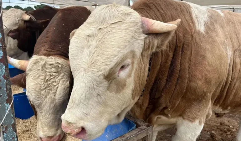 Kurban fiyatları ne kadar? Tosun, düve, dana, koç, koyun, keçi fiyatı kaç lira? Büyükbaş ve küçükbaş kurbanlık fiyatları