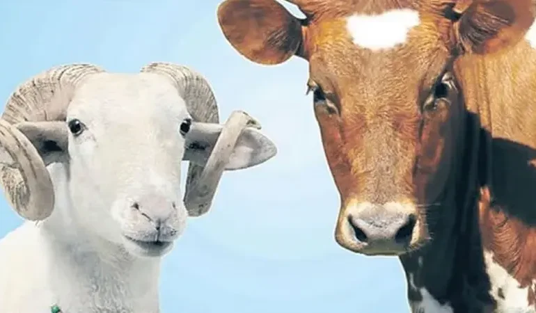 Kurbanlık fiyatları 2026: Büyükbaş ve küçükbaş canlı kilo fiyatları ne kadar?