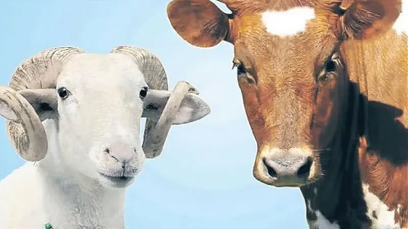 Kurbanlık fiyatları 2026: Büyükbaş ve küçükbaş canlı kilo fiyatları ne kadar?