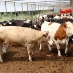 İl il kurbanlık fiyatları açıklandı: 2026 Büyükbaş ve küçükbaş hisse bedelleri ne kadar? Dana, tosun, kuzu kurbanlık güncel fiyatları