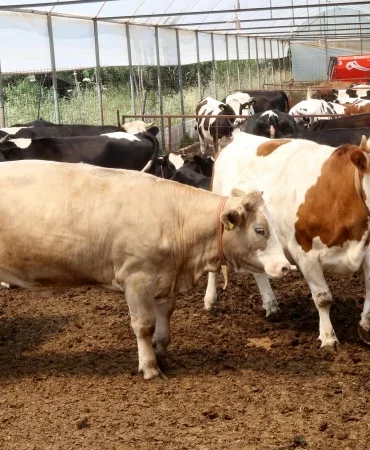 İl il kurbanlık fiyatları açıklandı: 2026 Büyükbaş ve küçükbaş hisse bedelleri ne kadar? Dana, tosun, kuzu kurbanlık güncel fiyatları