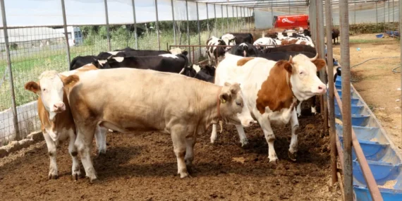 İl il kurbanlık fiyatları açıklandı: 2026 Büyükbaş ve küçükbaş hisse bedelleri ne kadar? Dana, tosun, kuzu kurbanlık güncel fiyatları