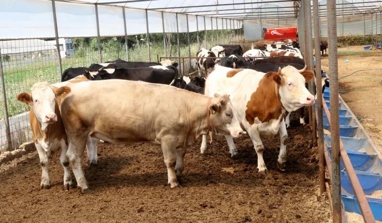 İl il kurbanlık fiyatları açıklandı: 2026 Büyükbaş ve küçükbaş hisse bedelleri ne kadar? Dana, tosun, kuzu kurbanlık güncel fiyatları