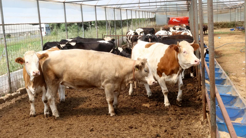 İl il kurbanlık fiyatları açıklandı: 2026 Büyükbaş ve küçükbaş hisse bedelleri ne kadar? Dana, tosun, kuzu kurbanlık güncel fiyatları