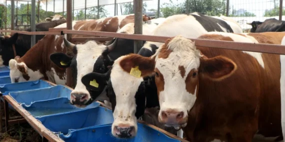 Bayram planı yapanlar bekliyor: Kurban Bayramı tatili 9 gün olacak mı? Bayram ne zaman, kaç gün tatil? İşte 2026 takvimi