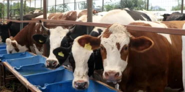 Bayram planı yapanlar bekliyor: Kurban Bayramı tatili 9 gün olacak mı? 25 ve 26 Mayıs detayı öne çıktı